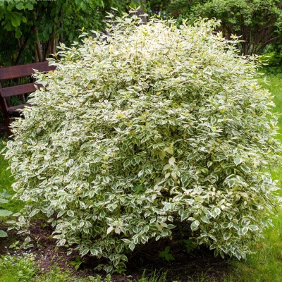 Дёрен пестролистный